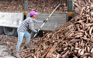 Nhu cầu cao từ Trung Quốc, giá sắn tươi liên tục tăng