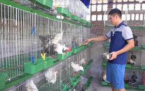 Nuôi thứ gà be bé xuất xứ Thái Lan, anh nông dân Quảng Ninh cứ bán một cặp bỏ túi 300.000-450.000 đồng
