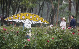 Công viên Thống Nhất trồng 10.000 cây hoa hồng thay thế hàng rào sắt 