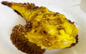 Chưa từng thấy ở Lý Sơn (Quảng Ngãi): Con cá mặt quỷ có màu vàng ươm như nghệ khiến bao người tò mò