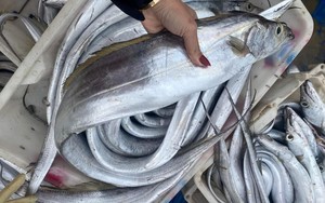 Nghệ An: Khai xuân, một tàu cá về bờ chở đầy ắp loại cá &quot;cực phẩm&quot; trị giá gần 3 tỷ