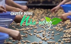 Chuyển động Nhà nông 7/2: Hạt điều Việt Nam chiếm hơn một nửa lượng nhập khẩu của EU