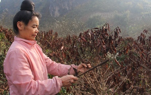 Sơn La: Hơn 10 ha cây cà phê bị cháy khô