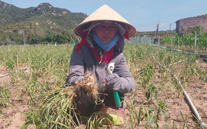 Ninh Thuận: Trồng tỏi tưới tắm mấy tháng trời, nay nhổ lên lèo tèo mấy củ, bán giá rẻ, nông dân quá buồn