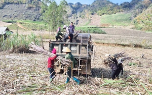 Sơn La: Trồng thứ cây gặm đâu cũng ngọt lừ, ô tô đến chở ùn ùn, gặp giá tốt, nông dân  rủng rỉnh tiền