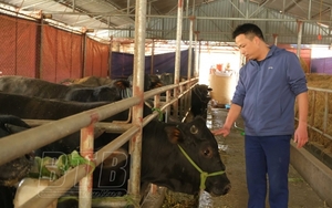 Chủ tịch Hội Nông dân một xã ở Thái Bình tiên phong nuôi bò 3B
