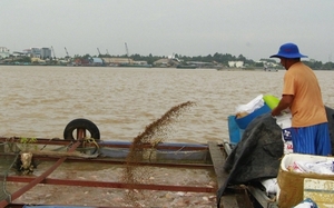 Tôm càng xanh, tôm sú là vật nuôi chủ lực đang tăng giá tốt nhất ở Kiên Giang, xúc lên bán trúng- Ảnh 3.