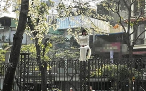 Bức ảnh cô gái trèo lên hàng rào để chụp ảnh với hoa sưa gây sốt ở Hà Nội