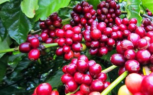 Giá cà phê phục hồi dè dặt, cà phê nội nhích trở lại tại các vùng trọng điểm