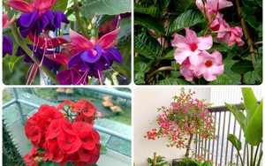 4 loại cây cảnh trồng cả 4 mùa Xuân, Hạ, Thu, Đông, thời gian ra hoa kéo dài, hoa nở 4 mùa không ngắt quãng