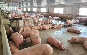 Giá lợn hơi đầu tháng tiếp đà giảm, báo động khi liên tục lập đáy mới