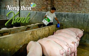 NÔNG THÔN XANH: Sử dụng chế phẩm sinh học xử lý khu vực chăn nuôi lợn bị ô nhiễm nặng như thế nào?