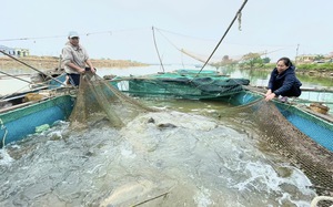Giữa dòng sông nổi tiếng Quảng Bình, dân làng Cồn Sẻ nuôi cá kiểu gì mà xúc lên toàn con to bự?