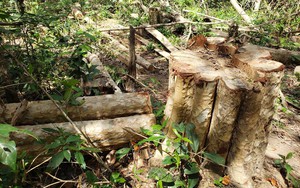 Chuyển công an điều tra lâm tặc "cưa hạ" gần 150 cây gỗ ở Gia Lai