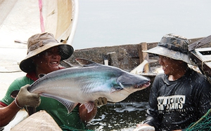 Xem đánh bắt cá trên một hồ nước ngọt 300ha ở Đồng Nai, vô số con to, cá ba sa nặng cả chục ký