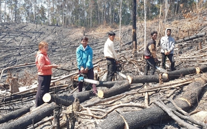 Vụ thuê 4 người phá rừng ở Lâm Đồng: Mỗi ngày trả công 200.000 đồng, nuôi ăn ở