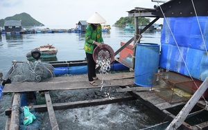 Ở một hòn đảo nổi tiếng của Kiên Giang, dân nuôi mấy loài cá gì mà đầu năm tới nay bắt bán 5,9 tỷ?