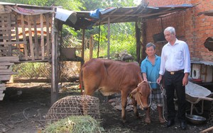 Nông dân giàu tặng heo rừng, bò...,hướng dẫn hộ nghèo làm ăn, cách làm hay ở Long Phước của Bà Rịa-Vũng Tàu