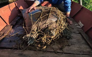 Gần 20 năm &quot;săn ảnh&quot; rùa hồ Gươm ở Đồng Mô