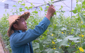 Dòng tín dụng ưu đãi của Chính phủ giúp nông dân Lai Châu thoát nghèo