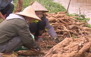 Vùng đất ven sông Luộc của tỉnh Thái Bình đang có 2 loại cây giúp nông dân rủng rỉnh tiền