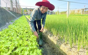 Trước trồng lúa toàn mất ăn, nông dân vùng lũ Quảng Bình chuyển sang trồng rau, ai ngờ thu bộn tiền