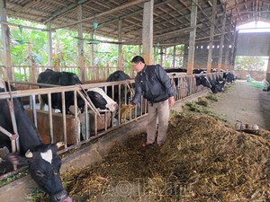 Hà Nam: Nuôi đàn bò sữa cho tiền đều đều, nhiều hộ thoát nghèo còn thu hàng trăm triệu mỗi năm