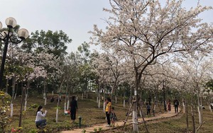 TP Sơn La: Đẹp ngỡ ngàng hoa ban nở trắng đồi 