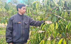 Hoa cà phê thối hàng loạt khiến nông dân KBang ở Gia Lai lo mất mùa