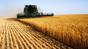 Brazil cho phép trồng lúa mì biến đổi gene