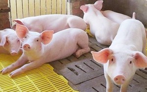 Giá lợn hơi tiếp tục giảm, điều gì đang xảy ra?