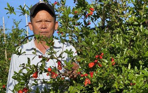 Trồng thứ cây ra quả có hạt như ngọc Ruby ở Lâm Đồng, chỉ bán cành, nông dân này đã thu tiền tỷ