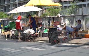 TP.HCM: Gà vịt sống không rõ nguồn gốc bán tràn lan, tiềm ẩn nguy cơ lây lan cúm gia cầm