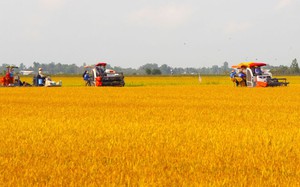 Trồng lúa cánh đồng lớn ở Long An, nông dân nhàn hơn mà tiền lời thu về cũng &quot;khỏe&quot; hơn