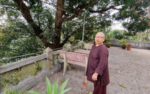 Cận cảnh cây xoài cổ thụ được cho là đã 1.000 năm tuổi ở Thanh Hóa