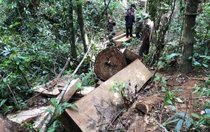 Hạt Kiểm lâm Kbang của Gia Lai khởi tố vụ lâm tặc &quot;chặt hạ&quot; hàng chục cây gỗ trong rừng