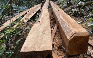 Chủ tịch UBND tỉnh Lai Châu yêu cầu xử lý nghiêm vi phạm trong vụ phá rừng ở Sìn Hồ