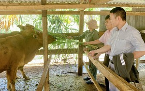 Điểm tựa &quot;tiếp sức&quot; hàng nghìn hộ nghèo ở huyện vùng sâu Krông Bông vươn lên