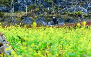 Loại rau muối dưa ngon, ở Hà Giang trồng bung hoa vàng như mộng, ai cũng thích chụp ảnh?