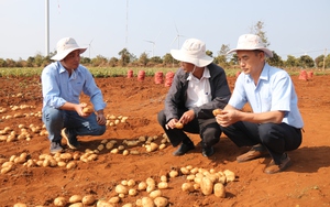 "Bắt tay" trồng khoai tây với Syngenta và Pepsico, nông dân thu lãi cả trăm triệu đồng/ha