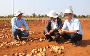 &quot;Bắt tay&quot; trồng khoai tây với Syngenta và Pepsico, nông dân thu lãi cả trăm triệu đồng/ha