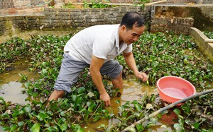 Nuôi ốc dưới nước, chồn nhung trên cạn, nông dân Hà Giang thu hàng trăm triệu đồng mỗi năm