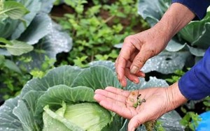 Choáng ngợp một trang trại ở Hà Nội mỗi năm hái 600 tấn rau hữu cơ, doanh thu 100 tỷ đồng
