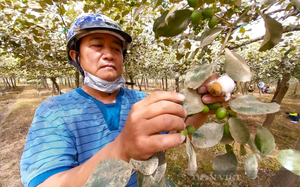 Đề nghị Bộ GTVT chỉ đạo hỗ trợ nông dân trồng táo Ninh Thuận bị thiệt hại do “bão bụi”