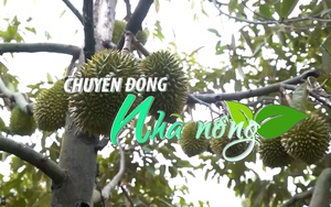 Chuyển động Nhà nông 17/3: Cần Thơ xuất khẩu chính ngạch hơn 18 tấn sầu riêng Ri6 sang Trung Quốc