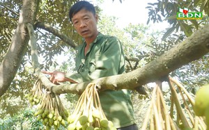 Cây sầu riêng ví như cây làm giàu, vì sao nói có nông dân Đắk Nông đang 'quay cuồng&quot; với cây tiền tỷ này?
