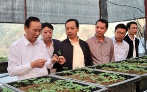 Thứ trưởng Bộ Nông nghiệp và Phát triển nông thôn làm việc tại Lai Châu