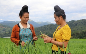 Lai Châu: Giống lúa được trồng ở độ cao 600 mét, cho ra thứ hạt "ngọc trời" nổi tiếng khắp vùng Tây Bắc 