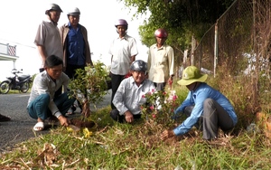 Nông dân một xã của Cà Mau đang trồng 900 cây hoa giấy, sẽ có con đường hoa giấy nông thôn mới sớm thôi