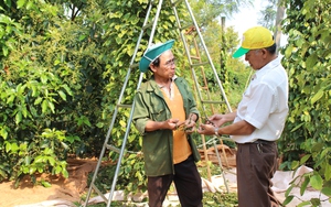 Trầm lắng thị trường hồ tiêu, cà phê Tây Nguyên